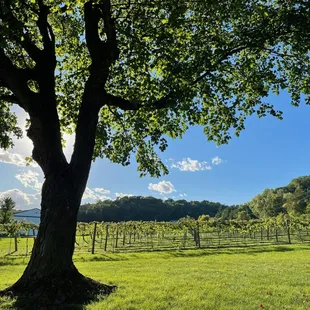 a large tree in the middle of a field