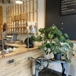 a potted plant in front of the counter