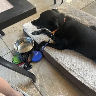 My dog enjoying the breeze and outdoor seating