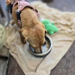 Pulled chicken from the dog menu.