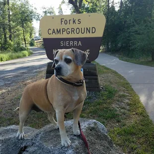 Stella at The Forks Campground