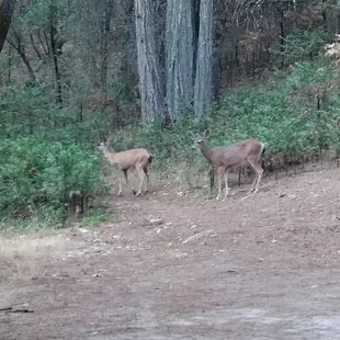 deer sighting from our campsite