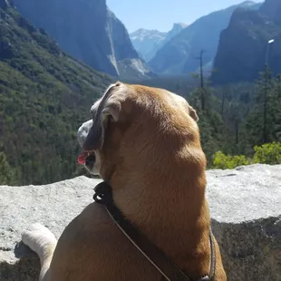 Stella checking out the view.