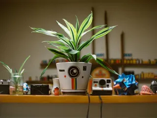 Picture Perfect