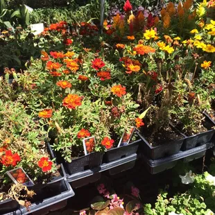 At the garden center. They need to take better care of their flowers...