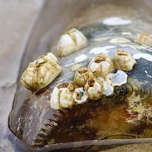 Message in a bottle?