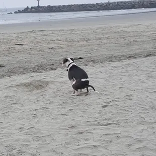 EVAN MY DOG SAYS SHIT ON THIS PACE.