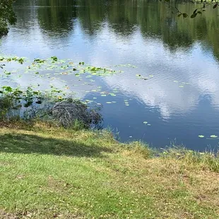 Large running pond