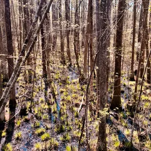 A view from the bridge