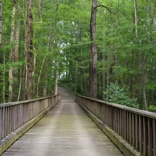 Boardwalk over a swampy area.