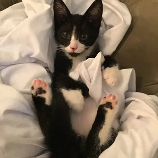 Josie C.