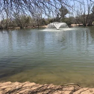 Duck &amp; turtle pond