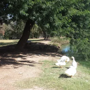 Ducks! But don&apos;t feed them.