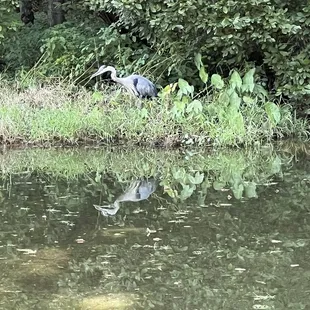 The Great Blue Heron is hunting some breakfast by the #9 tee box