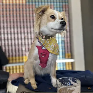a dog sitting at a table with a beer