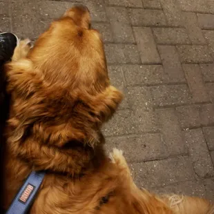 Dog friendly!