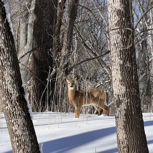 Deer paying attention