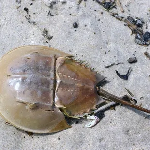 Horseshoe crab