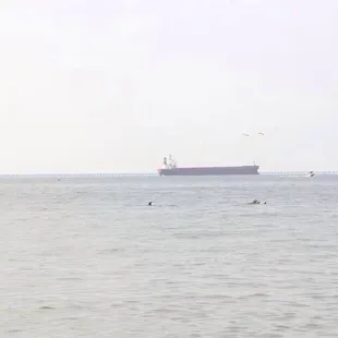 Dolphins!