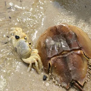 Ghost crab