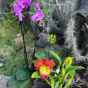 Orchid plants picked up this morning (10.18.2024)