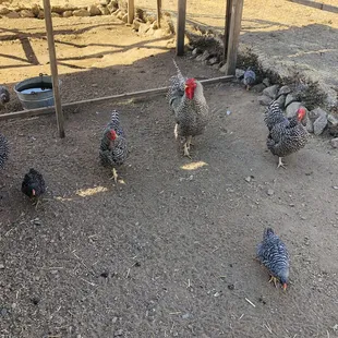 Chicken coop with beautiful chicken !