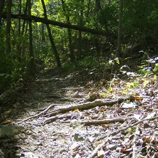 Trail