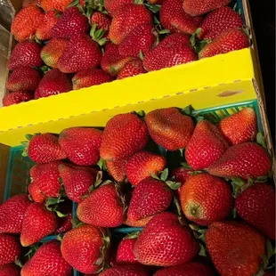 Arrived there just before closing. Got all these gorgeous berries for $20!!