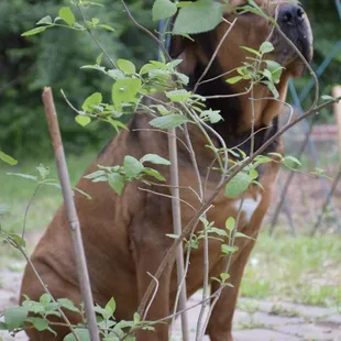 That's Sarge, who approves of Fort Woof Dog Park!