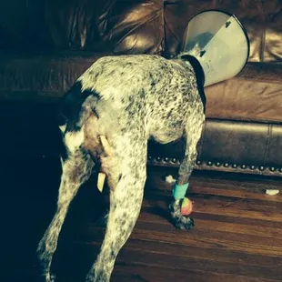 My dog's injuries after she was mauled by three pit bulls at Fort Woof on July 15th, 2014.