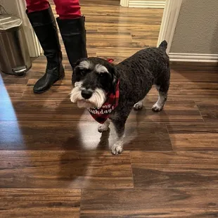 Winston, the wonder dog and mascot!