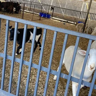 Stockyard petting zoo