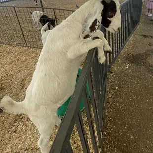 Goat at petting zoo
