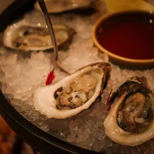 Oysters