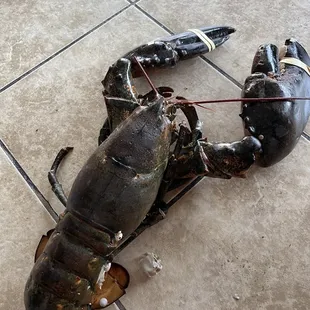 Huge alive lobster