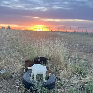 Beautiful sunset in NorCal