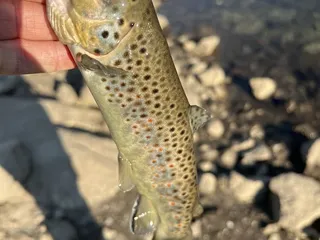 Johnsondale Bridge River Trail
