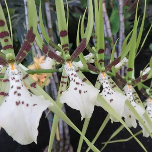 Spider Orchids! n the wild, these flowers are pollinated by large wasps called Tarantula Hawks who sting and try to take these &quot;spiders&quot;.