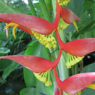 Red Hanging Heliconia has a white waxy coating on the stems, leaves, and flower-bracts which reflects UV light, and repels water and bugs.