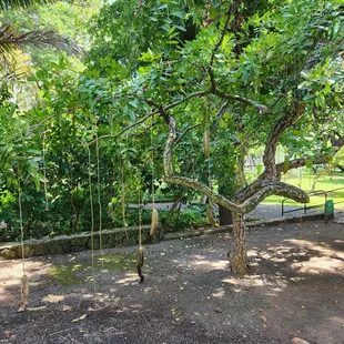 Interesting sausage tree