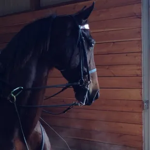 Our latest acquisition, Annie.