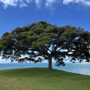 It's a tree at the edge of the water.