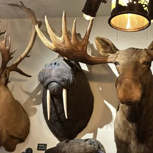 The decorations on the wall