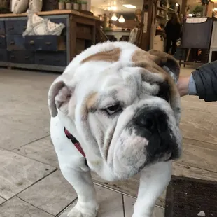 Earl - The shop dog!