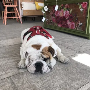 Earl the shop dog!
