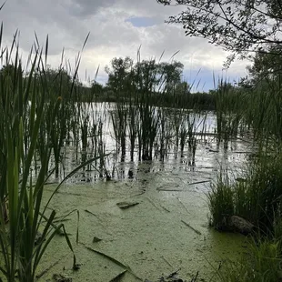 Nice views of the pond from the trail