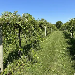 Vineyard