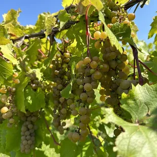Vineyard