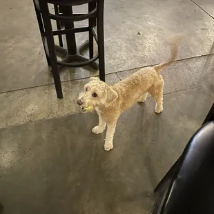 The pub pup.  Super friendly and lovable!