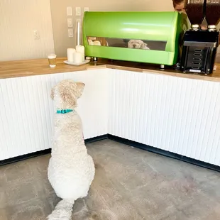 And then there was Henry... "I'll take a supersized pup cup, please!